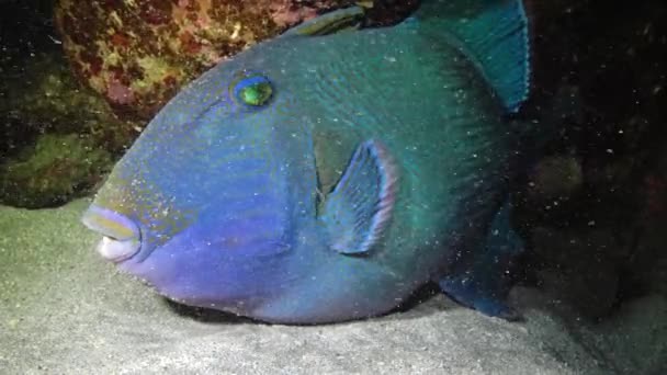 Blauwe Trekkervis Pseudobalistes Fuscus Nachts Rustend Bodem Onder Het Koraalrif — Stockvideo