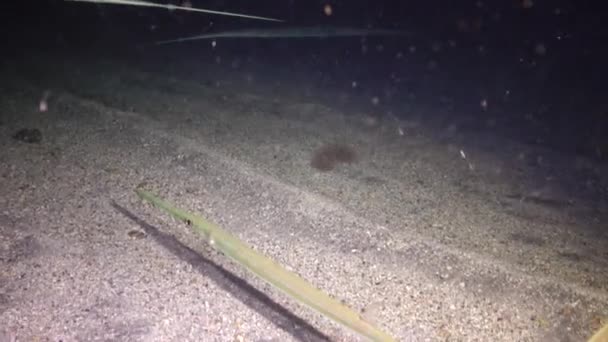 Cornetfish Fistularia Commersonii Fiskar Simmar Natten Ovanför Sandbotten Ljuset Undervattenslykta — Stockvideo