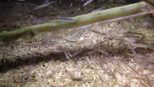 Cornetfish Fistularia Commersonii Fiskar Simmar Natten Ovanför Sandbotten Ljuset Undervattenslykta — Stockvideo