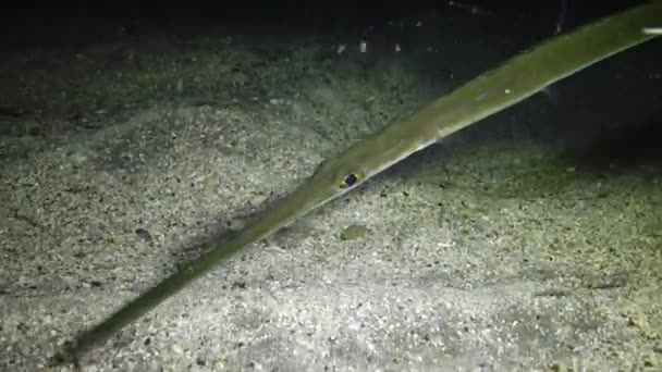Cornetfish Fistularia Commersonii Ryby Pływają Nocy Nad Piaszczystym Dnem Świetle — Wideo stockowe
