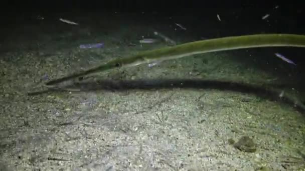 Cornetfish Fistularia Commersonii Fish Swims Night Sandy Bottom Light Underwater — Stock Video