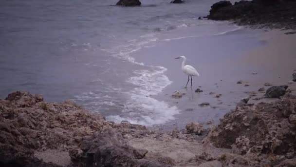 白いサギの鳥は紅海のサンゴ礁の隣の砂浜で狩りをします マルサ アラム アブダブ エジプト — ストック動画