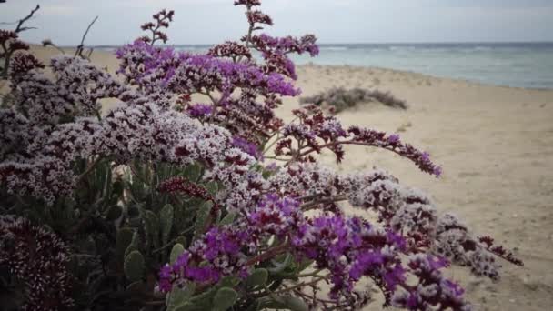 Blommande Öken Växt Röda Havet Marsa Alam Egypten — Stockvideo