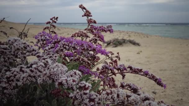 Kızıl Deniz Çiçek Açan Çöl Bitkisi Marsa Alam Mısır — Stok video