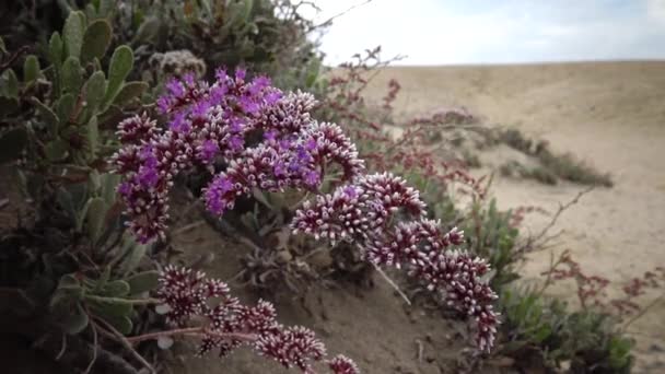 Blühende Wüstenpflanze Roten Meer Marsa Alam Ägypten — Stockvideo
