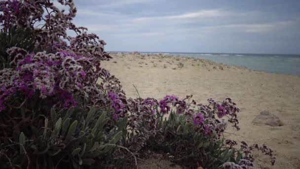 Bloeiende Woestijnplant Aan Rode Zee Marsa Alam Egypte — Stockvideo