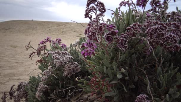 Flowering Desert Plant Red Sea Marsa Alam Egypt — Stock Video