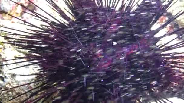 Oursin Sur Récif Corallien Dans Mer Rouge Nature Mer Rouge — Video