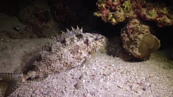 Pesce Del Mar Rosso Video Notturno Pesci Tropicali Dormono Notte — Video Stock
