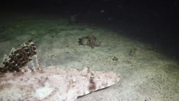 Peixe Mar Vermelho Deitado Fundo Carpete Flathead Papilloculiceps Longiceps Egito — Vídeo de Stock