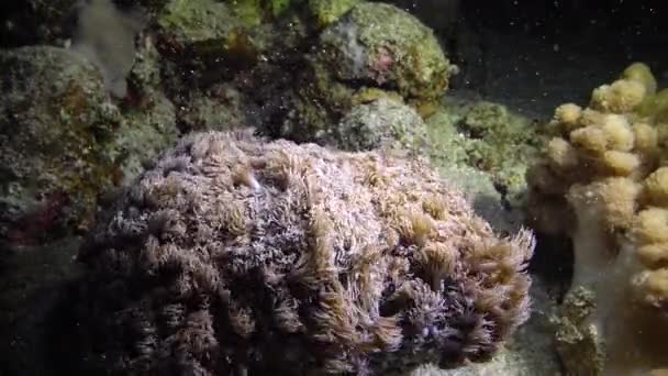Arrecife Oral Mar Rojo Abu Dub Egipto Hermoso Paisaje Submarino — Vídeos de Stock