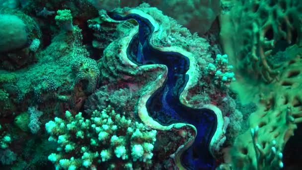 Mollusc Bivalve Tridacna Maxima Kéthéjú Kagyló Korallok Között Termesztik Vörös — Stock videók