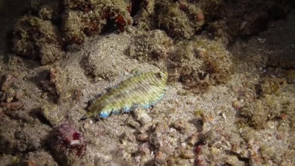 青い縁の底 Soleichthysヘテロヒノス サンゴ礁の近くの砂の底の夜の魚狩り マルサ アラム エジプト — ストック動画