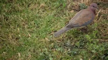 Otelin bölgesindeki Mısırlı güvercinler, evcil kuşlar, Mısırlı avifauna, bir kuş..