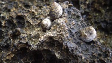 Sörf kuşağındaki mercan kayalıklarında kabuklu deniz hayvanları, Marsa Alam, Abu Dabab, Mısır