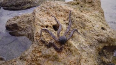 Kırılgan yıldız (Ophiocoma scolopendrina) mercan resifindeki kayaların üzerinde yavaşça sürünüyor, Marsa Alam, Abu Dabab, Mısır