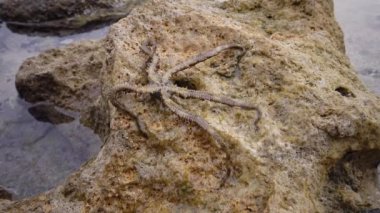 Kırılgan yıldız (Ophiocoma scolopendrina) mercan resifindeki kayaların üzerinde yavaşça sürünüyor, Marsa Alam, Abu Dabab, Mısır