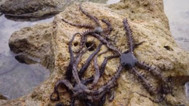 Kırılgan yıldız (Ophiocoma scolopendrina) mercan resifindeki kayaların üzerinde yavaşça sürünüyor, Marsa Alam, Abu Dabab, Mısır