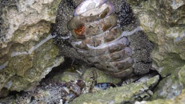 Vaillants Chiton Acanthopleura Vaillanti Tiere Die Flachem Wasser Auf Der — Stockvideo