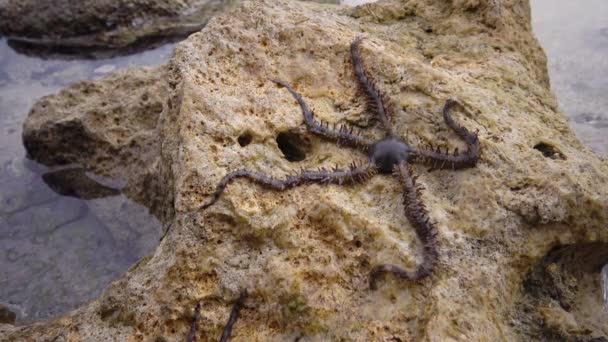 在埃及阿布达布的Marsa Alam珊瑚礁的岩石上缓慢爬行的易碎恒星 蛇尾草蛇尾草蛇尾草蛇尾草 — 图库视频影像