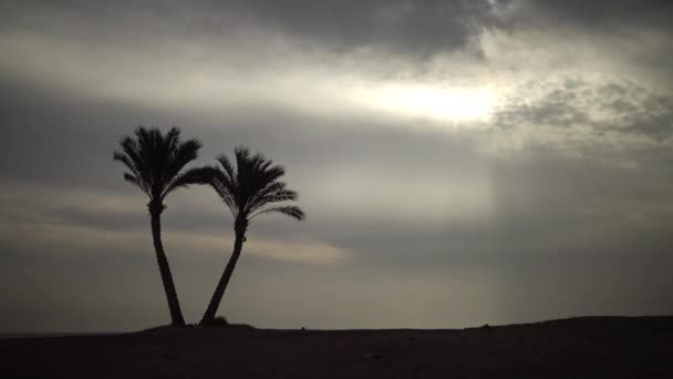 Einsame Palmen Ufer Der Nähe Des Korallenriffs Vor Dem Wolkenverhangenen — Stockvideo