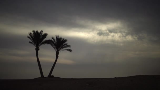 曇った空を背景にサンゴ礁の近くの海岸沿いの孤独なヤシの木 マルサ アラム アブダブ エジプト — ストック動画