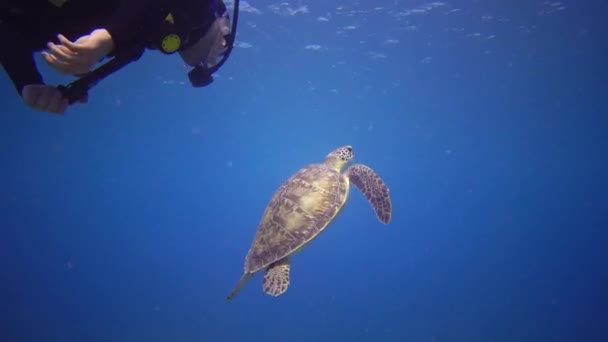 Duiker Zwemt Bij Het Dier Zeeschildpad Eretmochelys Imbricata Groene Zeeschildpad — Stockvideo