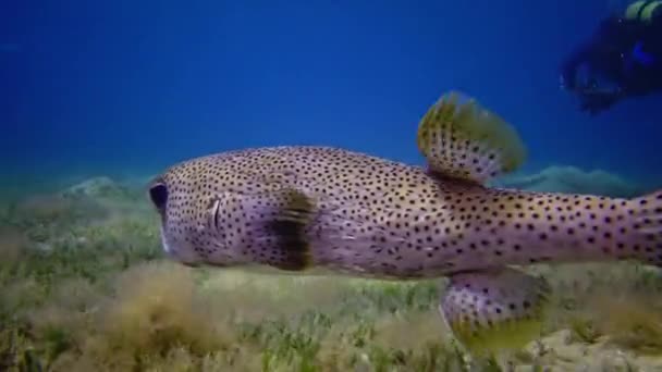 Masked Puffer Arothron Diadematus Fish Hunts Night Bottom Sand Coral — Stock Video