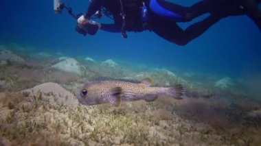 Mısır, Abu Dabbab - 30 Mayıs 2019: Fotoğrafçı gün boyunca kumlu zeminde yavaşça yüzer. Kızıl Deniz, Mısır