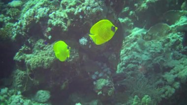 Maskeli kelebek (Chaetodon semilarvatus), bir mercan resifinin üzerinde yavaşça yüzer. Kızıl Deniz, Abu Dubb. Mısır