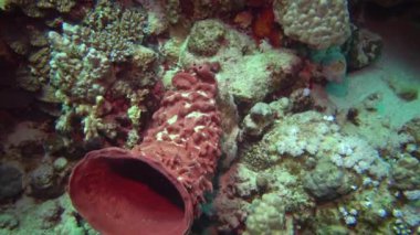 Dikenli tüp süngeri (Callyspongia crassa), Mısır 'daki bir su altı lambası ışığında deniz süngeri kırmızıdır.
