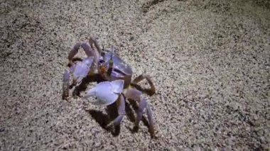 Kızıl Deniz hayalet yengeci (Ocypode saratan, yengeç kumda koşar, Kızıldeniz sahilindeki kumda yuva yapar