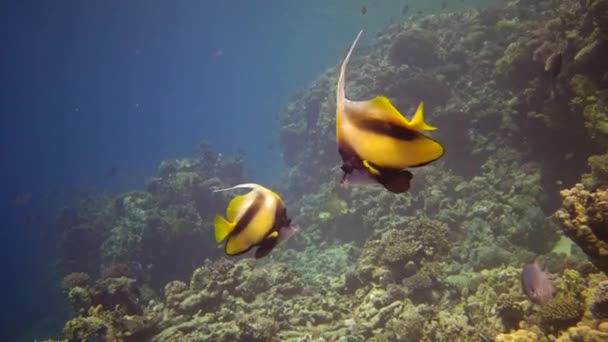 물고기 Heniochus Intermedius 어류가 산호초 헤엄쳐 다닌다 — 비디오