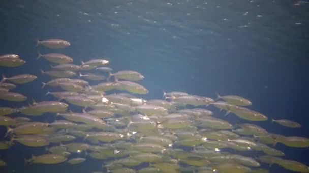 红海珊瑚礁附近的大群中上层鱼类 — 图库视频影像
