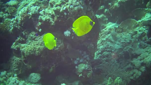 Maskierter Falterfisch Chaetodon Semilarvatus Der Langsam Über Ein Korallenriff Schwimmt — Stockvideo