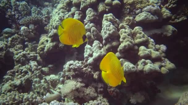 Maskeli Kelebek Chaetodon Semilarvatus Bir Mercan Resifinin Üzerinde Yavaşça Yüzer — Stok video