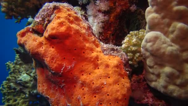 Stor Orange Havssvamp Ljuset Undervattenslampa Röda Havet Egypten — Stockvideo