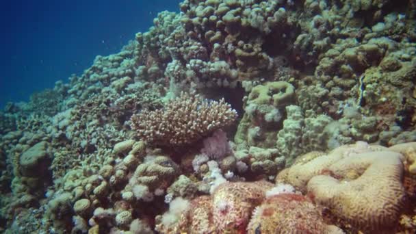 Koraalrif Verschillende Soorten Koraal Tropische Vissen Aard Van Rode Zee — Stockvideo