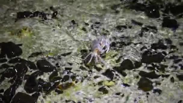 Crabe fantôme de la mer Rouge (Ocypode saratan, crabe court le long du sable, terriers dans le sable sur la plage de la mer Rouge 