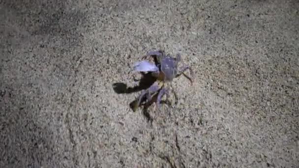 Crabe fantôme de la mer Rouge (Ocypode saratan, crabe court le long du sable, terriers dans le sable sur la plage de la mer Rouge 