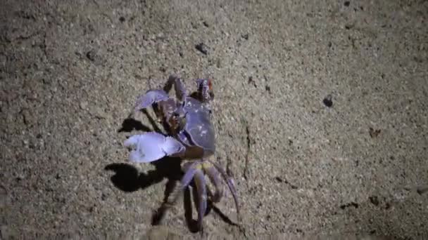 Caranguejo Fantasma Mar Vermelho Ocypode Saratan Caranguejo Corre Longo Areia — Vídeo de Stock