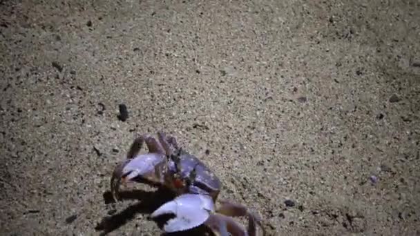 Rode Zee Spookkrab Ocypode Saratan Krab Loopt Langs Het Zand — Stockvideo