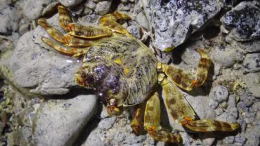 Resifteki kıyı şeridindeki yengeç, Kızıldeniz, Mısır