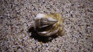 Bir münzevi yengeç kumsalın sahil bölgesinde kum boyunca sürünür. Kızıl Deniz, Mısır. Marsa Alam, Abu Dabab, Mısır