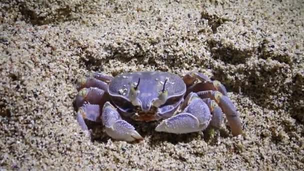 Kepiting Hantu Laut Merah Ocypode Saratan Kepiting Berjalan Sepanjang Pasir — Stok Video