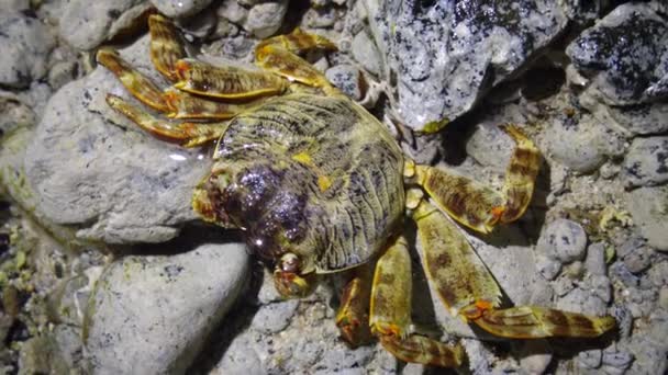 埃及红海珊瑚礁沿岸带的沿海蟹 — 图库视频影像