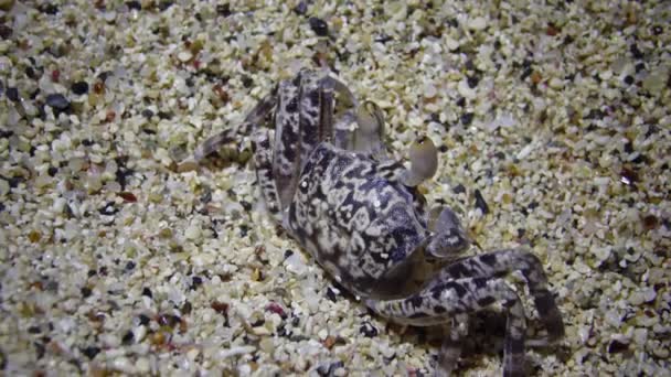 Jeune crabe fantôme de la mer Rouge (Ocypode saratan, crabe court le long du sable, terriers dans le sable sur la plage de la mer Rouge 