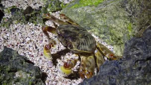 Coastal Crab Coastal Zone Reef Red Sea Egypt — Stock Video