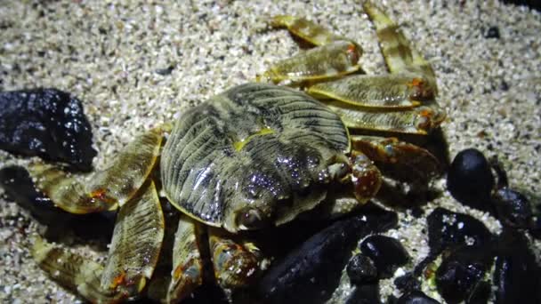 Crabe Côtier Dans Zone Côtière Sur Récif Mer Rouge Egypte — Video