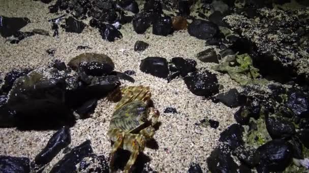 埃及红海珊瑚礁沿岸带的沿海蟹 — 图库视频影像